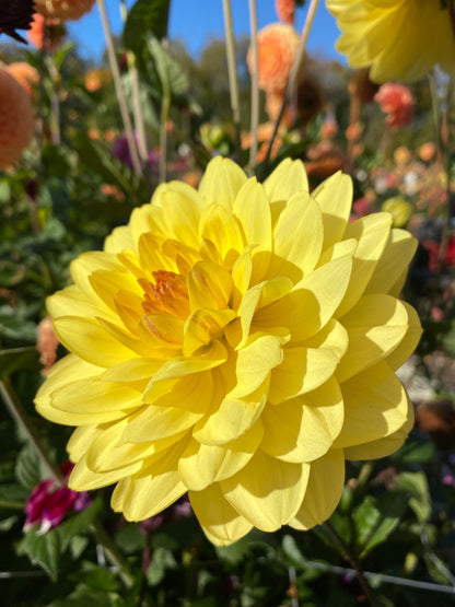 Sandia Gold (limit 1)