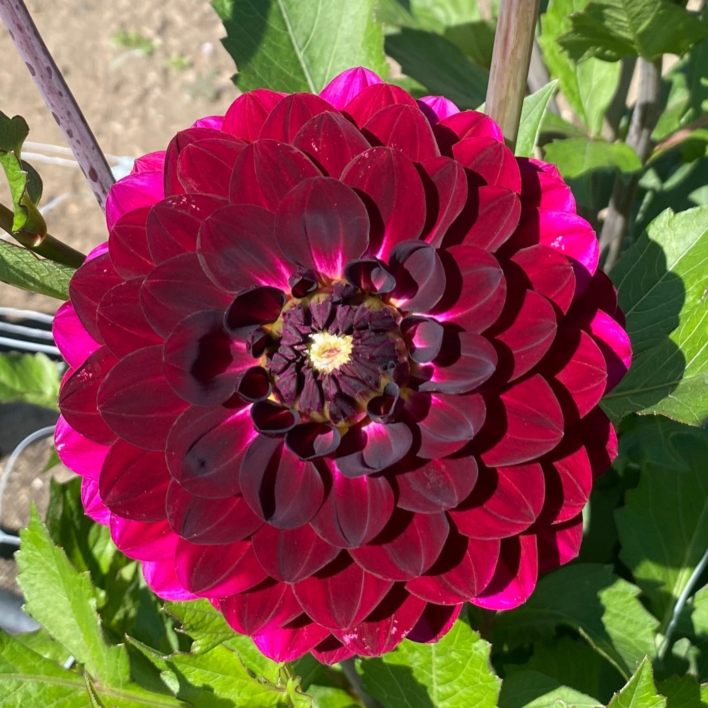 Stephanie’s Wedding