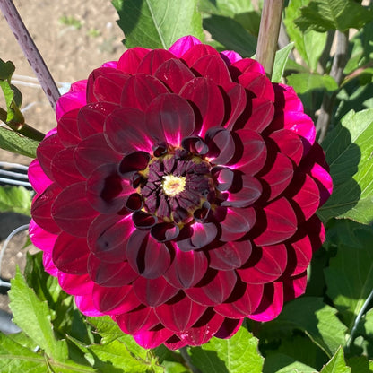 Stephanie’s Wedding