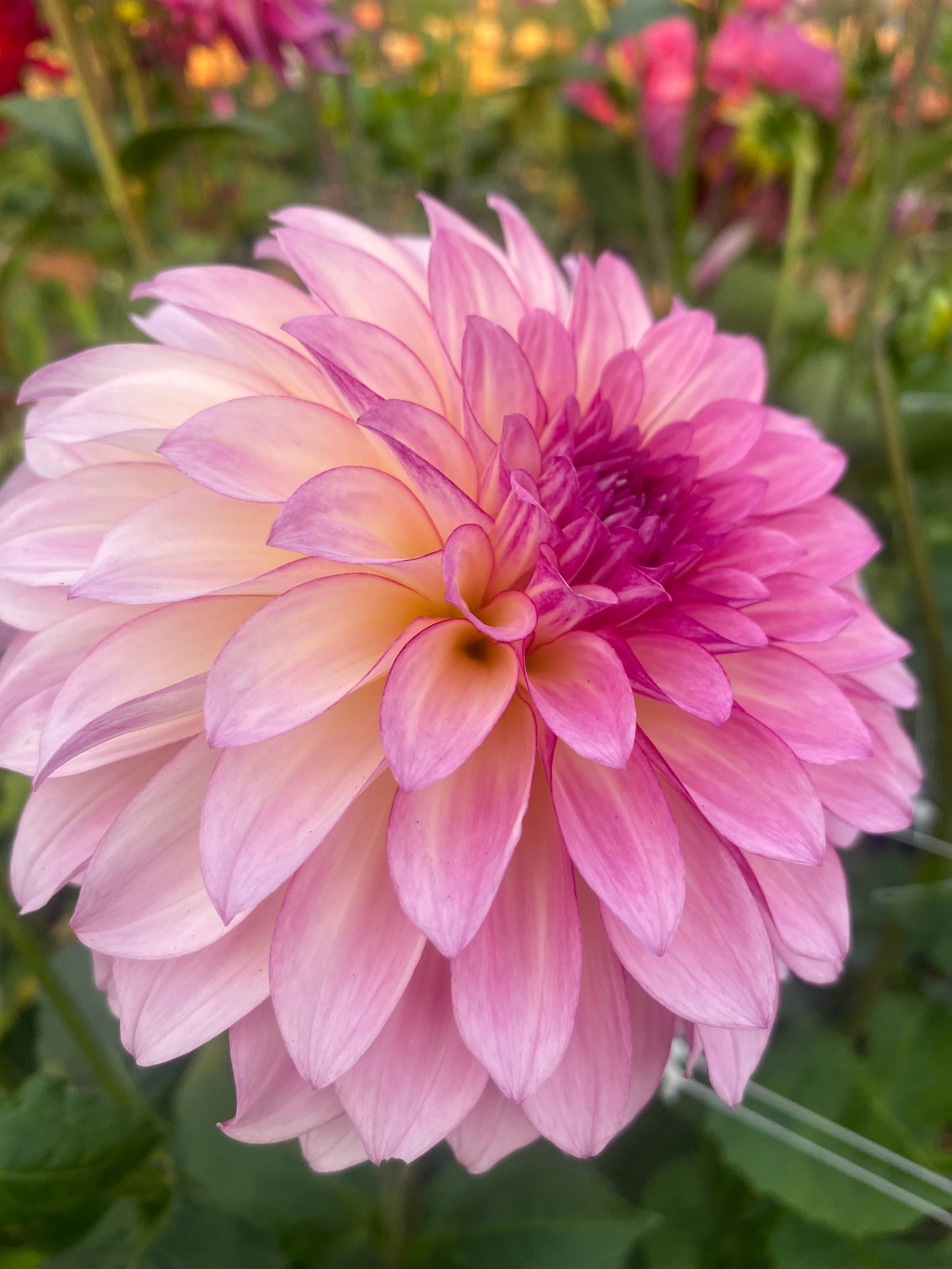 Clifton Jordie (Limit 1)