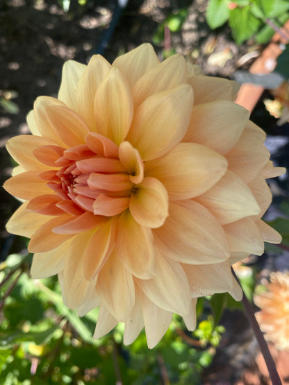 Lee’s Turmeric Tea