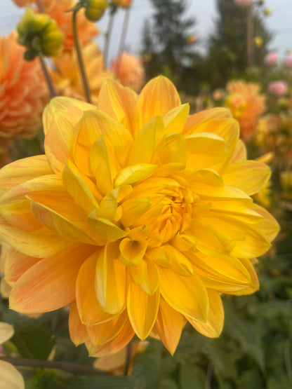 Monet Glory (Limit 1)