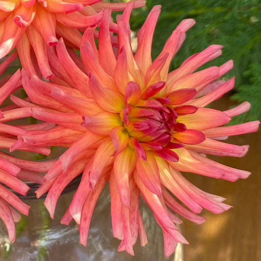 River’s Coral ( Clump)