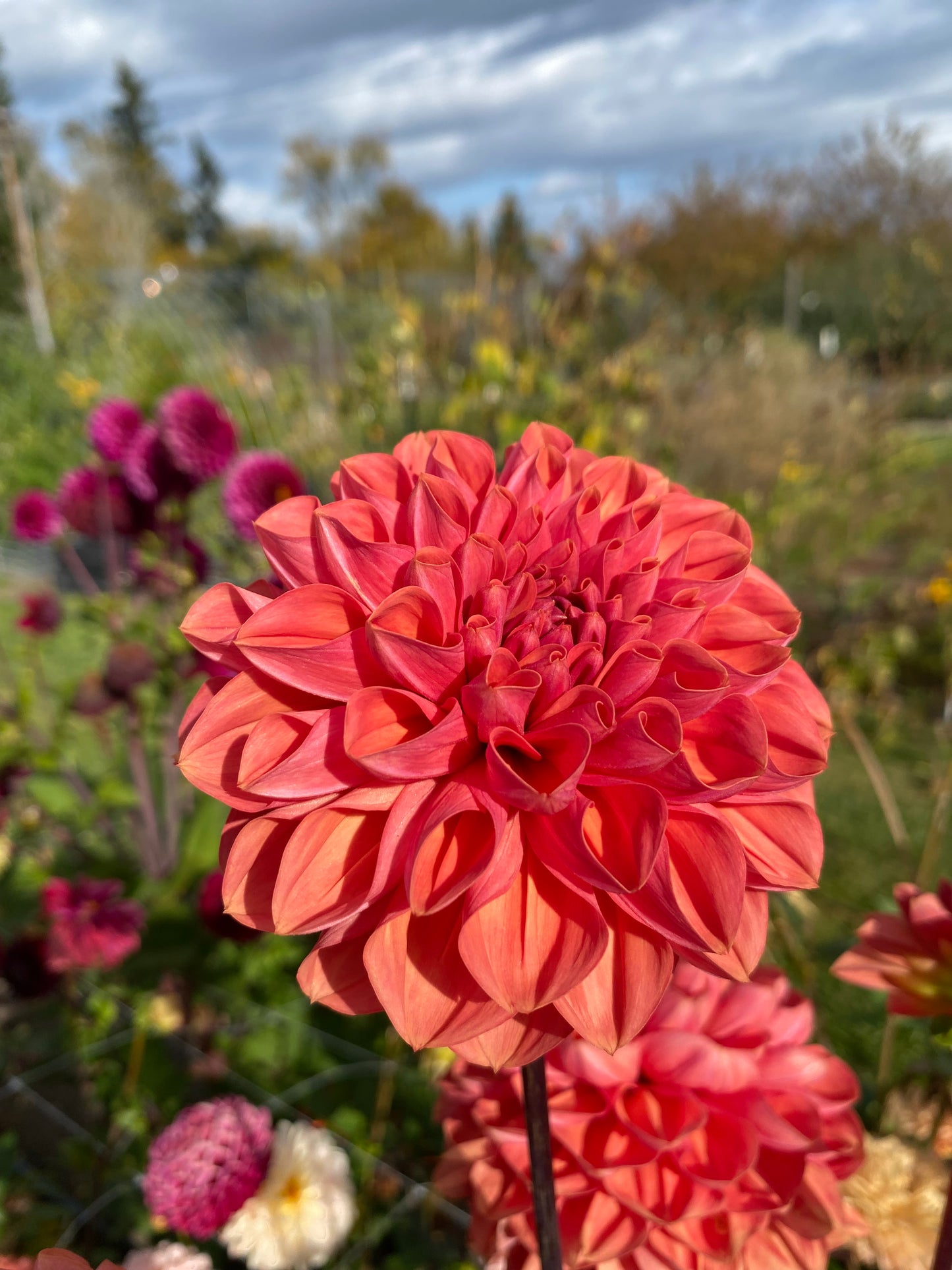 New Year 2026 Collection #45