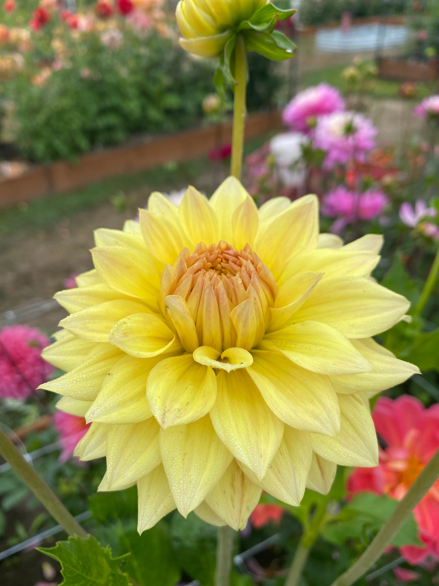 New Year 2026 Collection #41