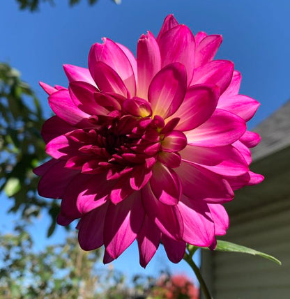 Sungate’s Stryker (clump)