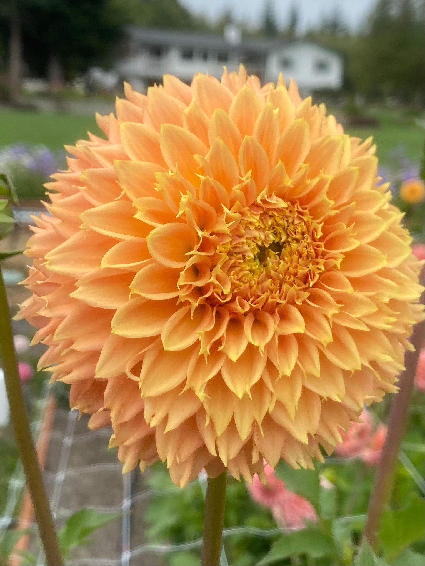 New Year 2026 Collection #30