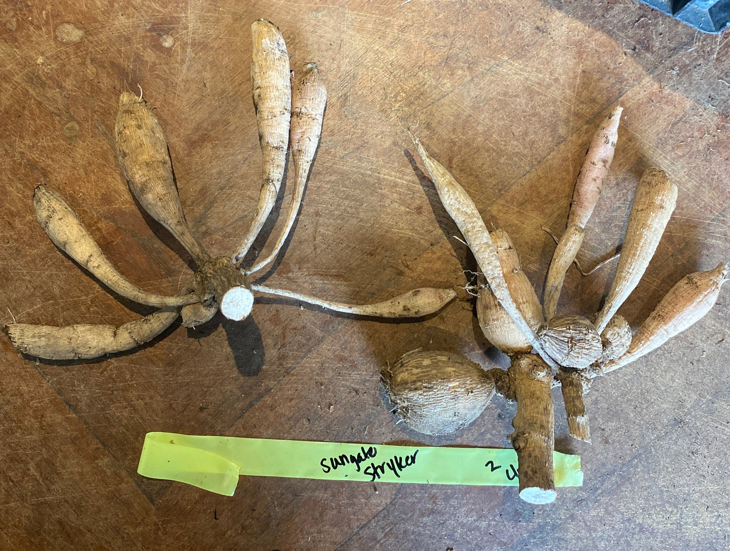 Sungate’s Stryker (clump)