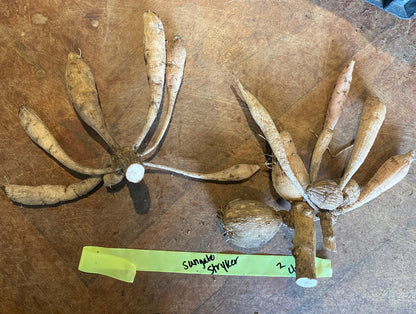 Sungate’s Stryker (clump)