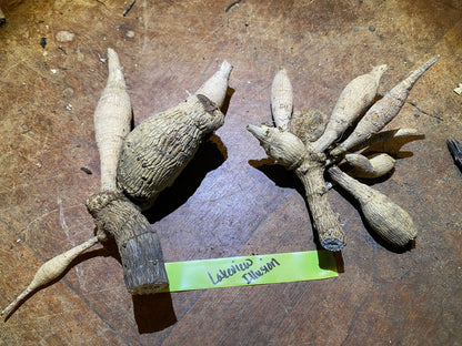 Lakeview Illusion (Clump)