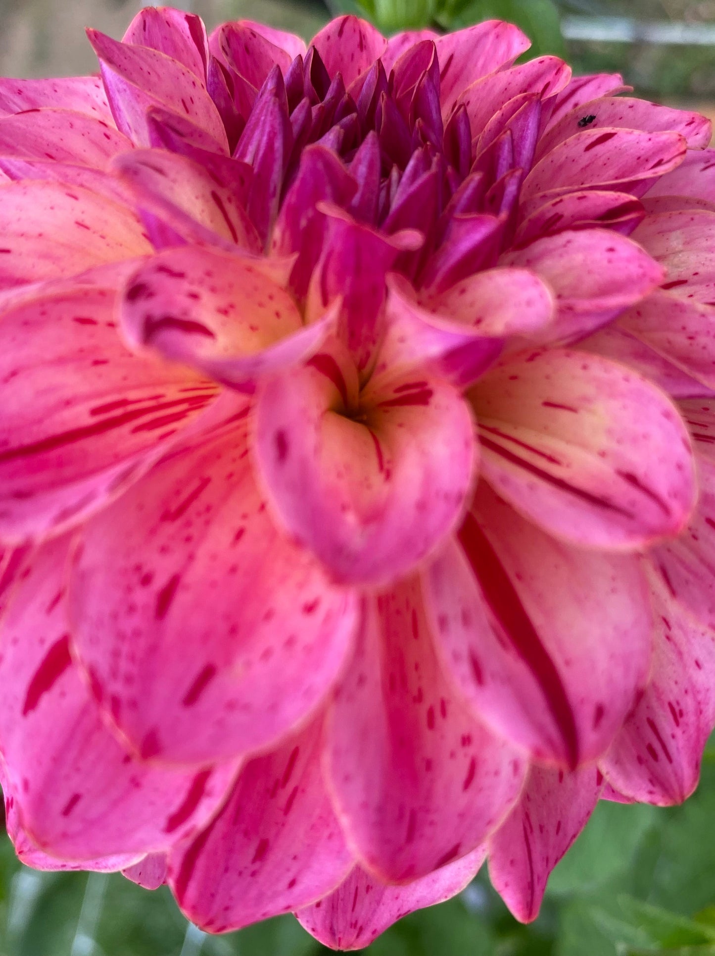 Van Isle Salish Sunset