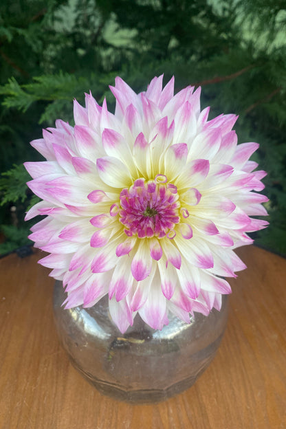 Mackenzie Violet (Clump)