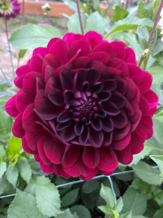 Stephanie’s Wedding