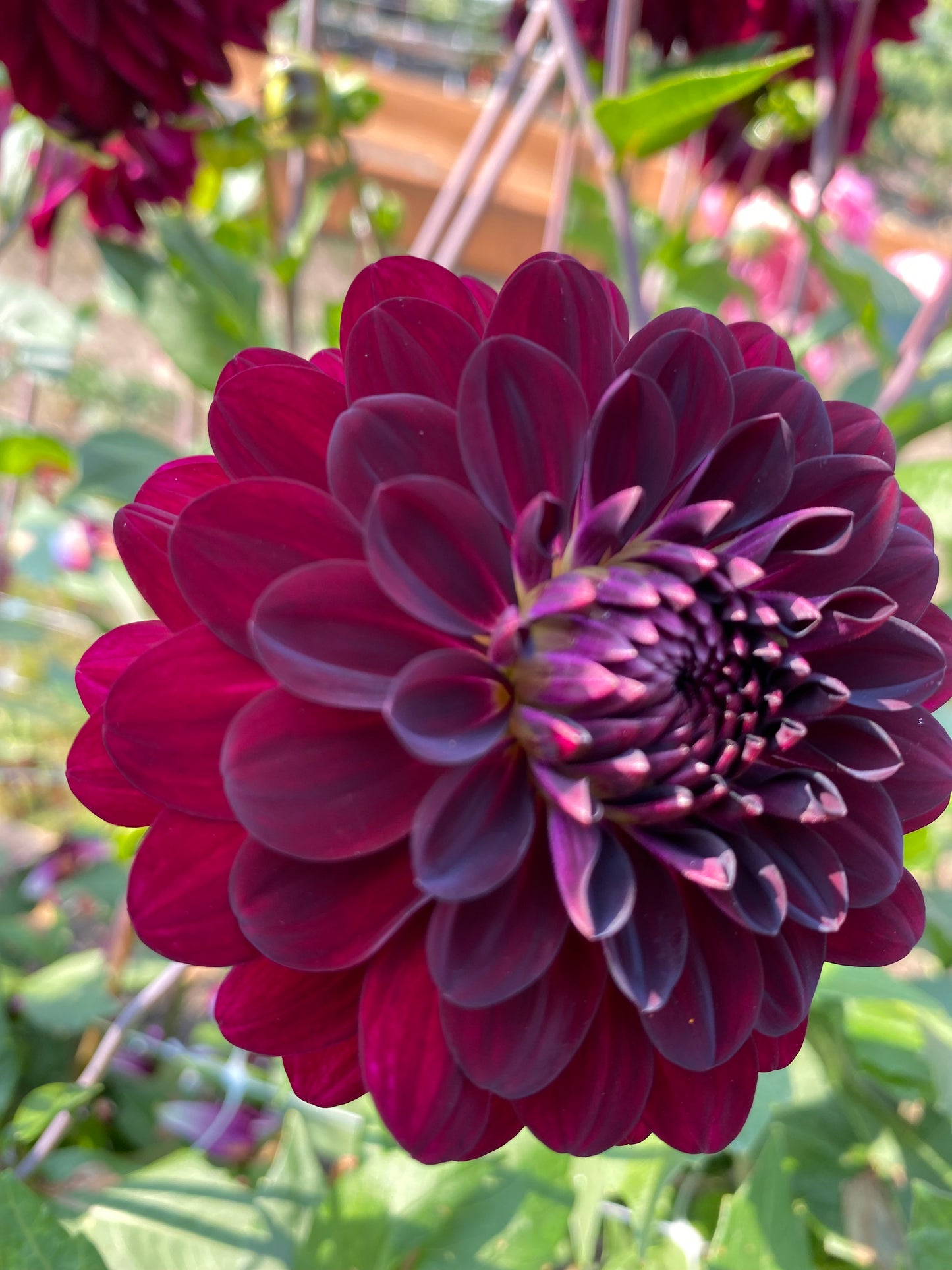 Stephanie’s Wedding