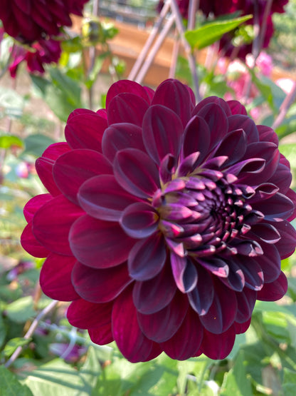 Stephanie’s Wedding