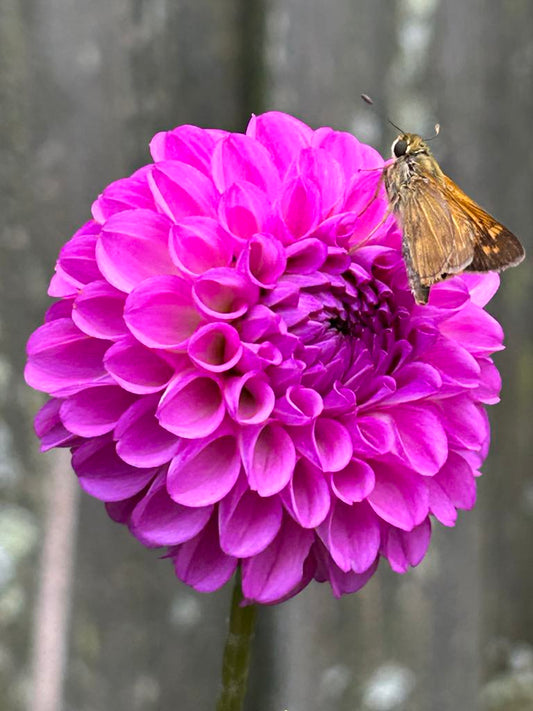 Ferncliff Violet (Limit 1)