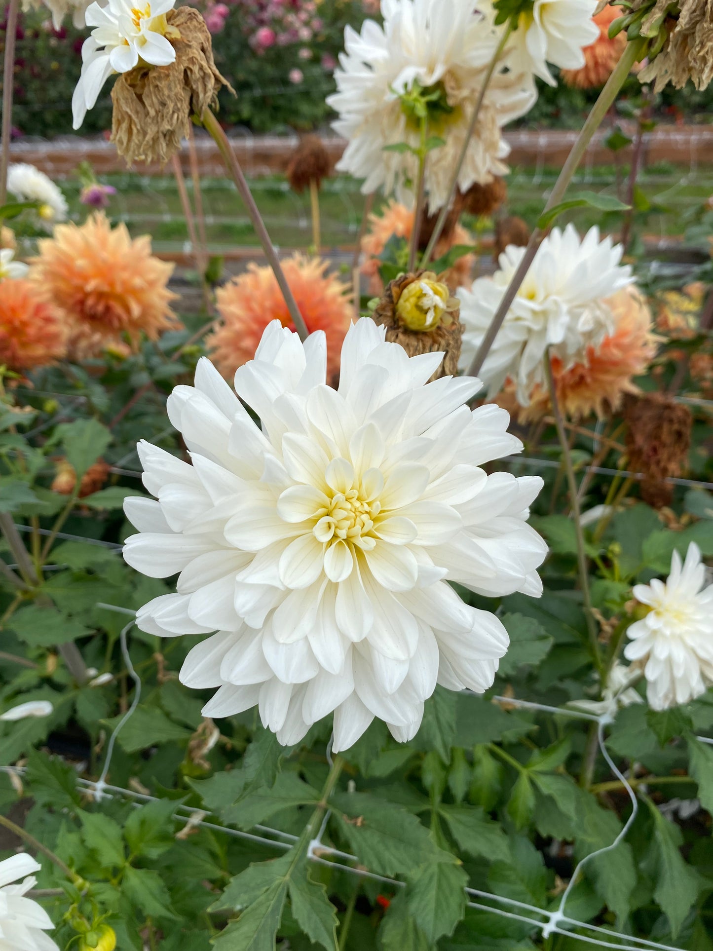 New Year 2026 Collection #35