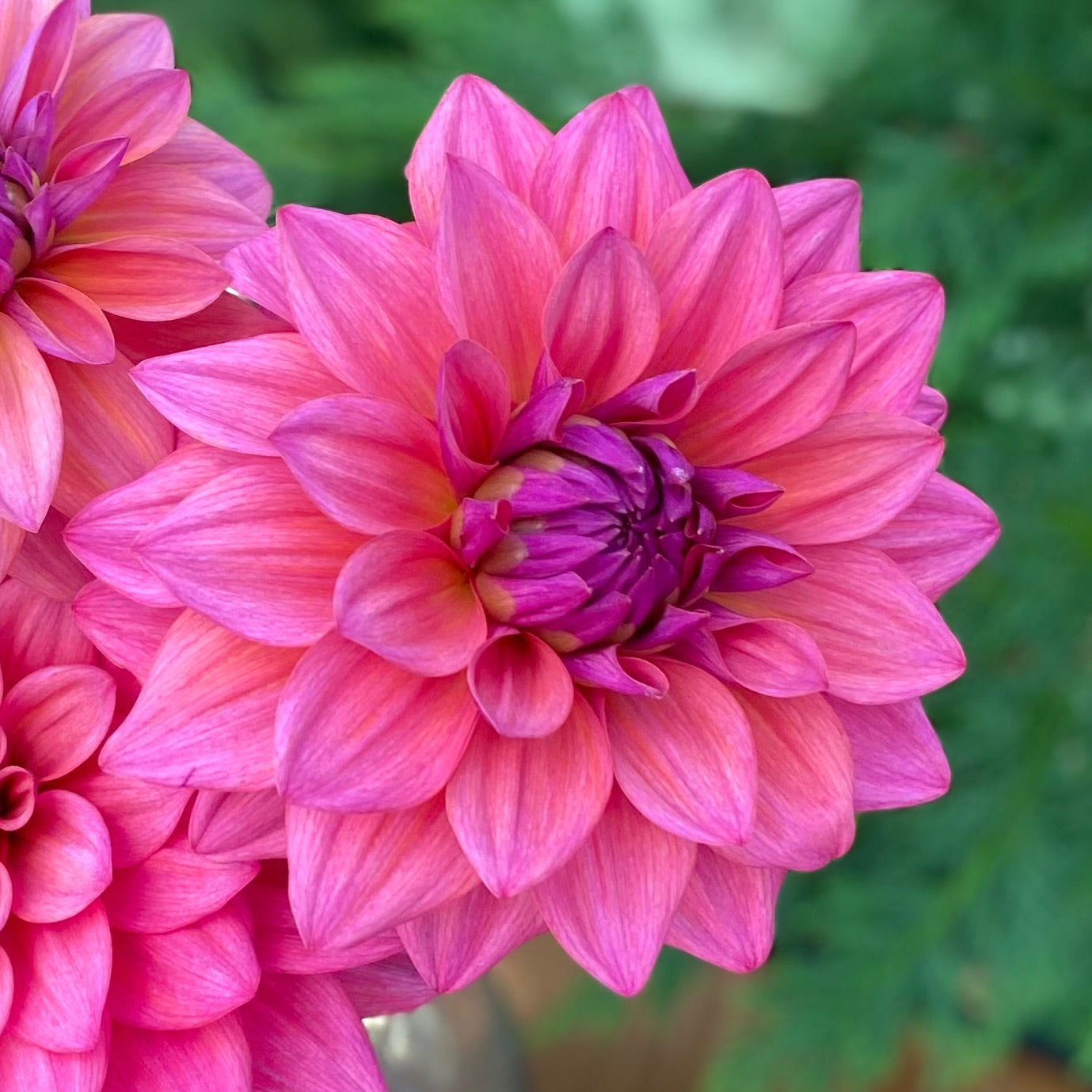 Feline Yvonne (limit 1)