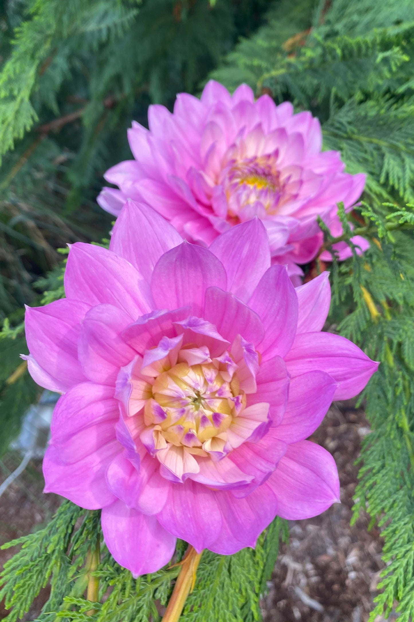 Hollyhill Pink Martini