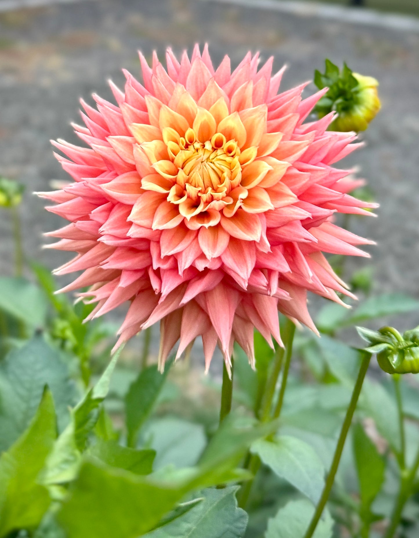 Lee’s Apricot Fizz