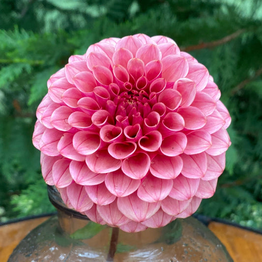 Levi’s Tomato (Limit 2)