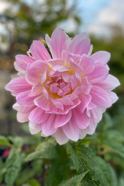 Kelgai Ann (Ugly Tubers)