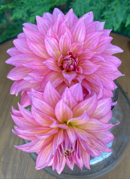 Sandia Ruthie (Limit 1)