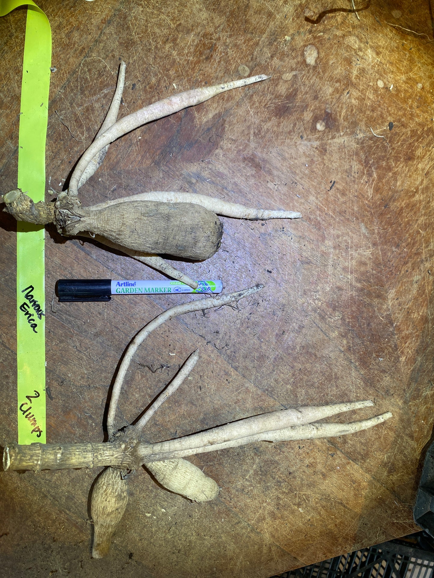 Narrows Erica (Clump)