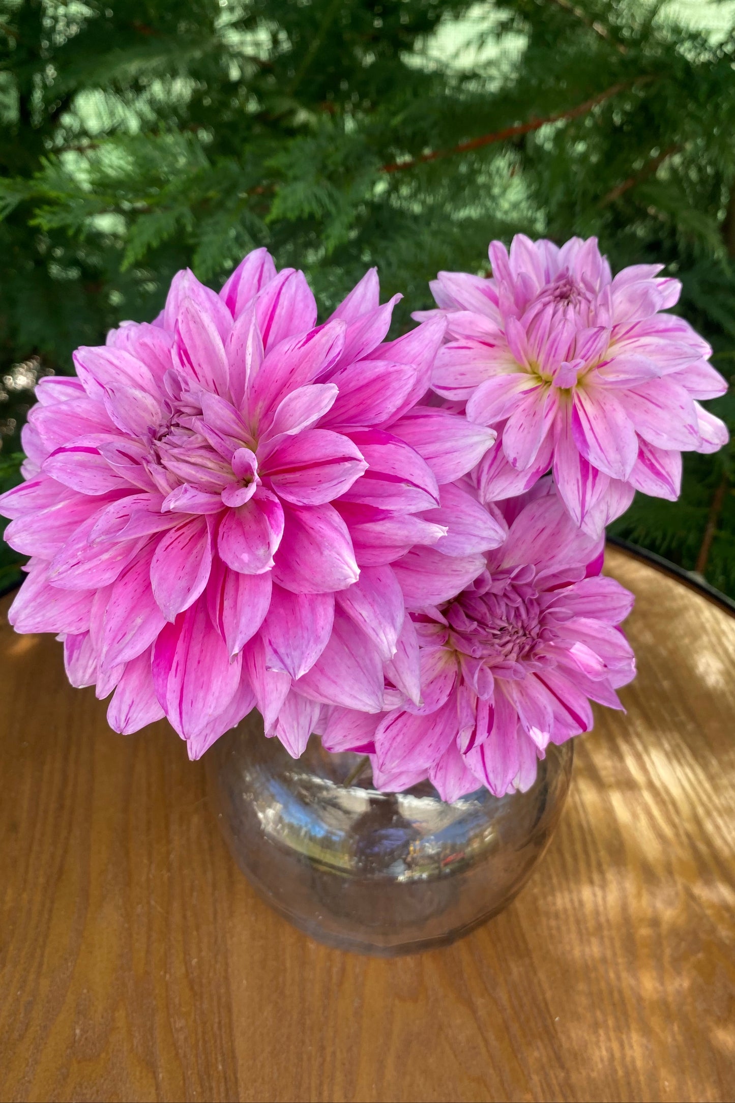 Eagles Huckleberry (clump)