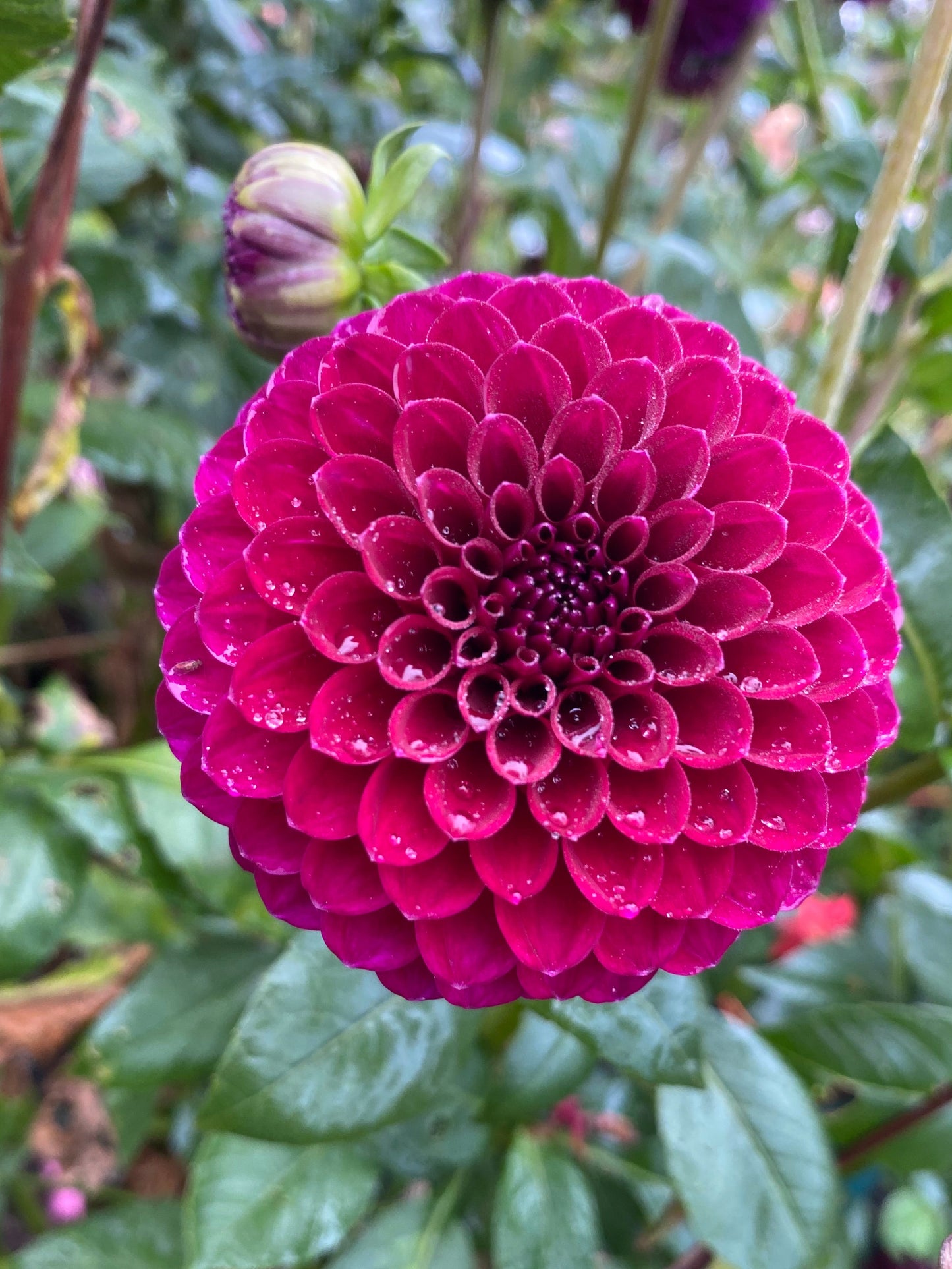 Saddlerock Tiny Giant