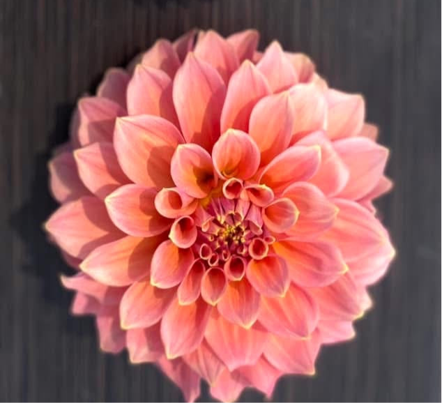 Peachy Parade (Limit 1)