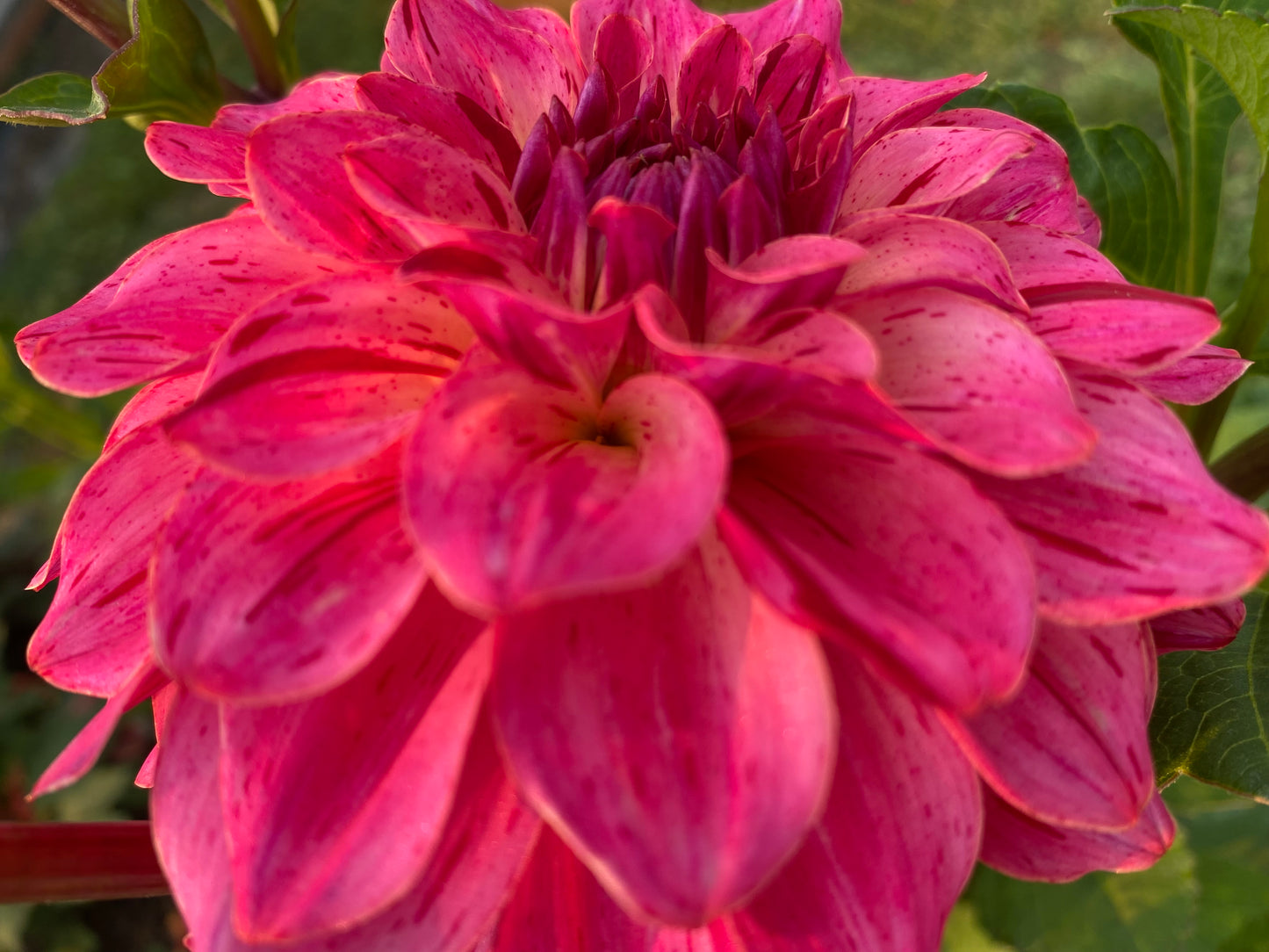 Van Isle Salish Sunset