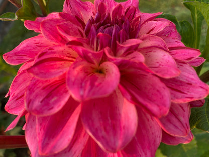 Van Isle Salish Sunset