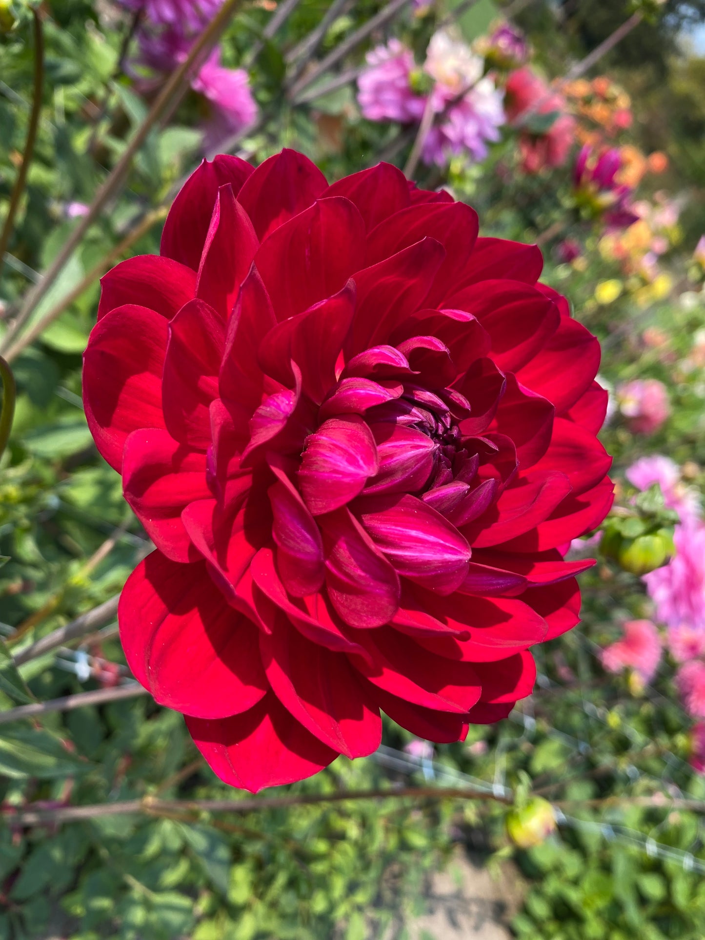 Sandia Claire (limit 1)