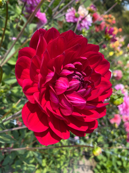 Sandia Claire (limit 1)