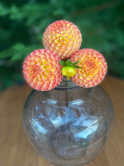 Minley Carol (Limit1)