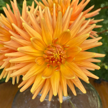 Ferncliff Paradise (Limit 1)