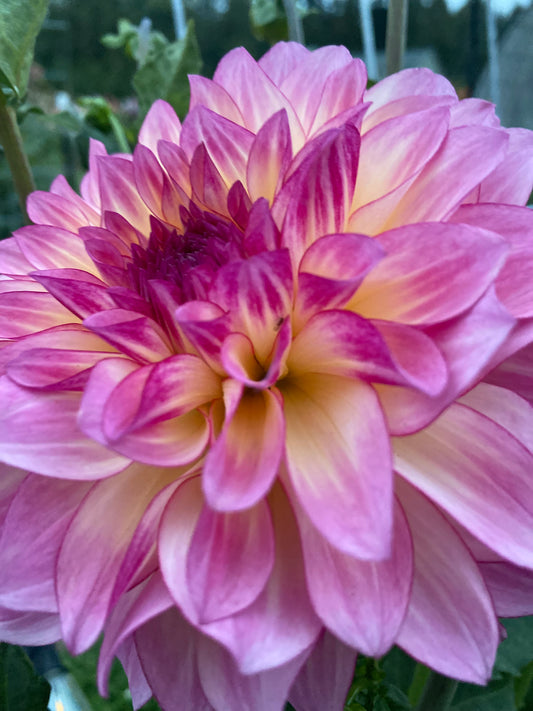 Clifton Jordie (Limit 1)