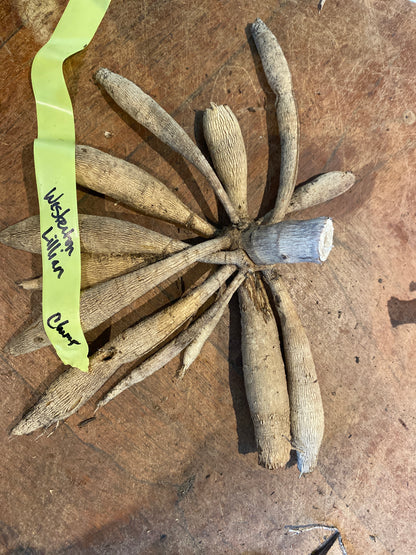 Westerton Lilian (Clump)