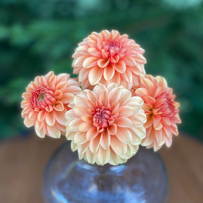 Mission Gingersnap (Limit 1)