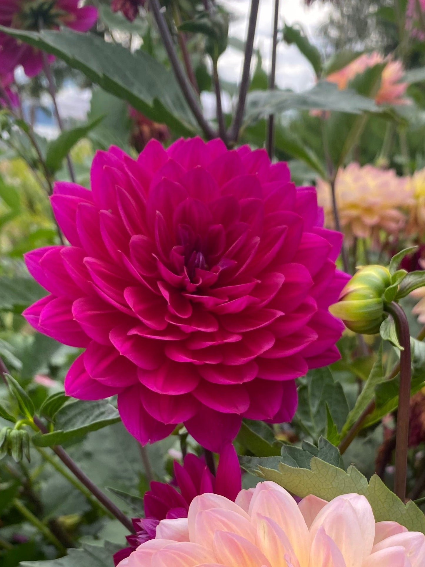 Sandia Nocturne (Limit 1)