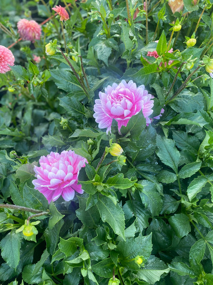 Hollyhill Pink Parfait