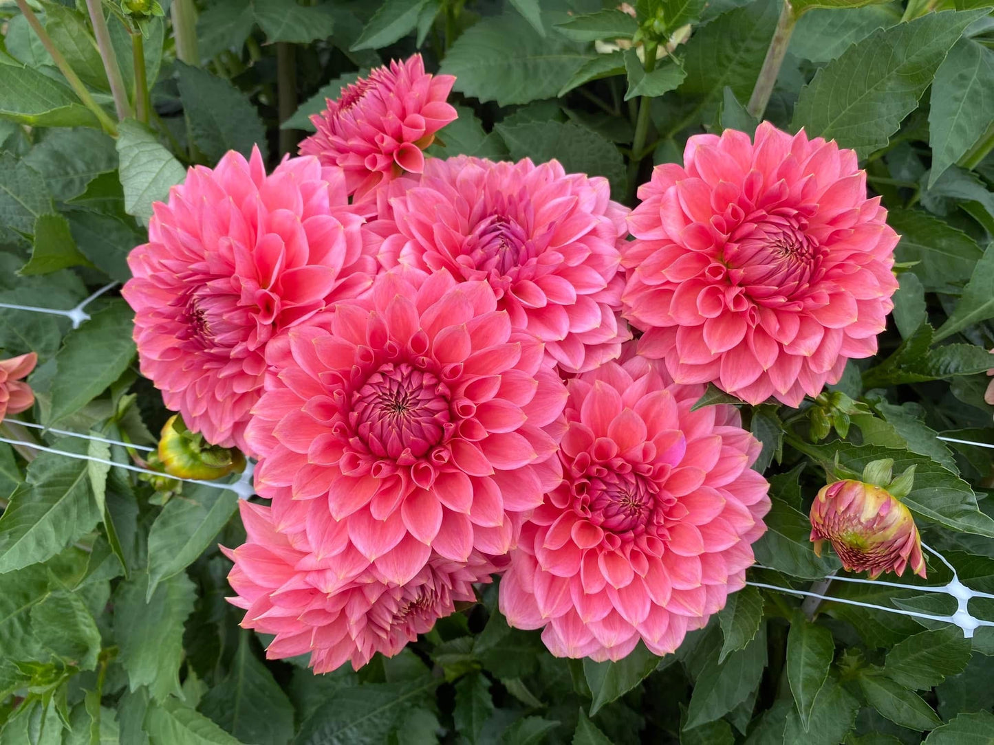 Askwith Minnie (Limit 1)