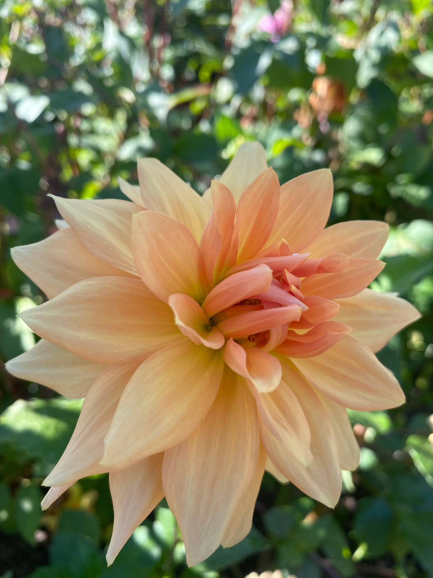 Lee’s Turmeric Tea