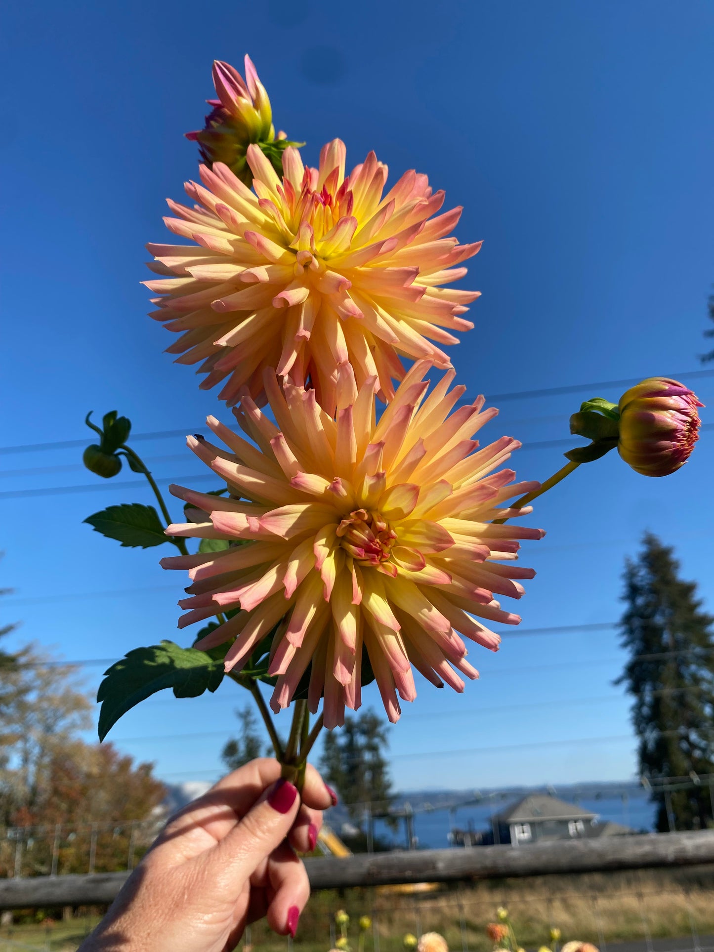 Redwood Honeybee (Limit 1)