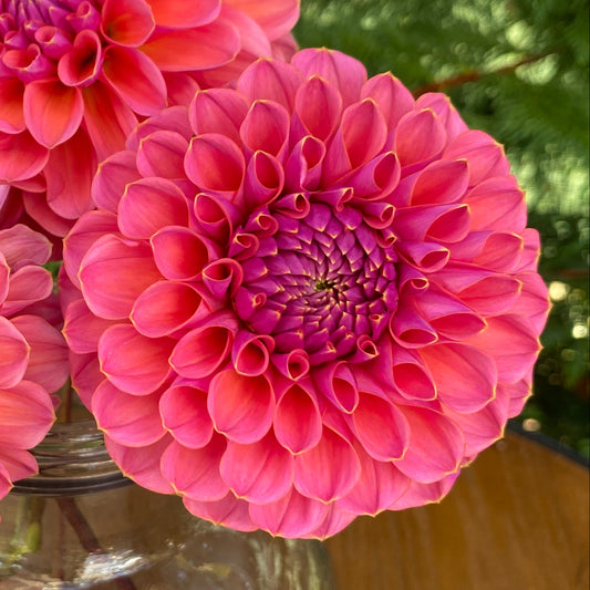 GC Pink Lemonade (Limit 1)