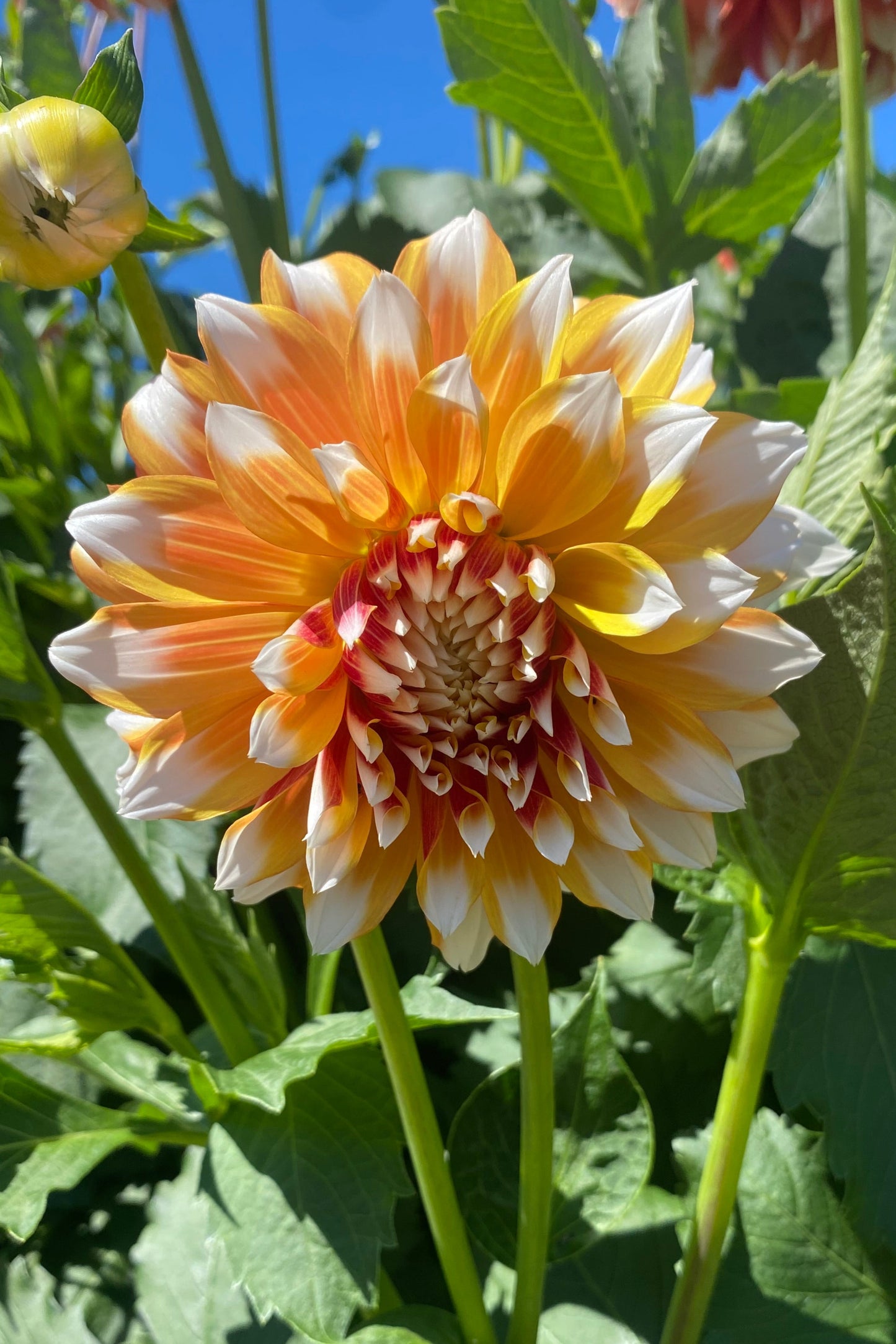 Bloomquist Candy Corn