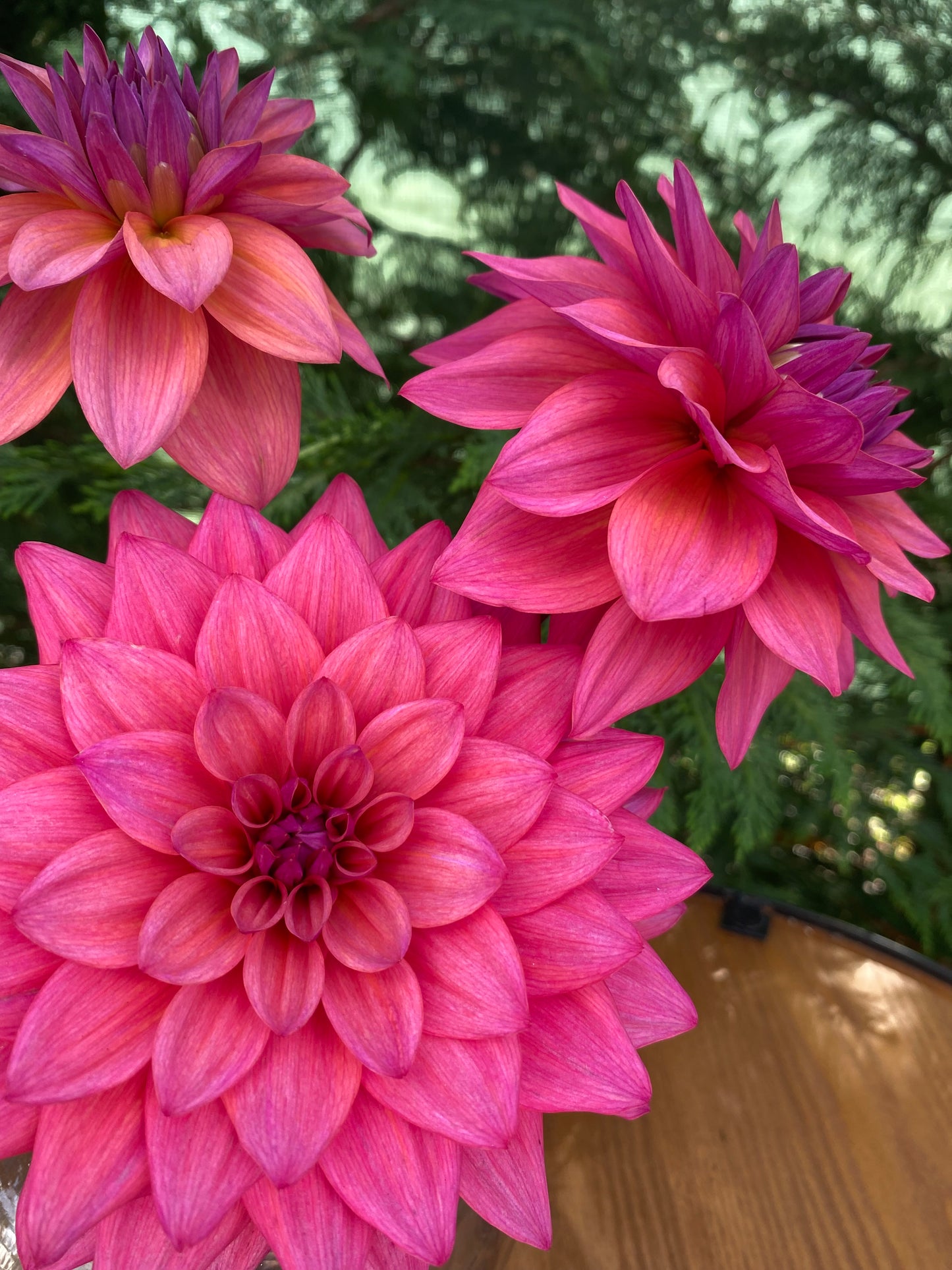 Feline Yvonne (limit 1)