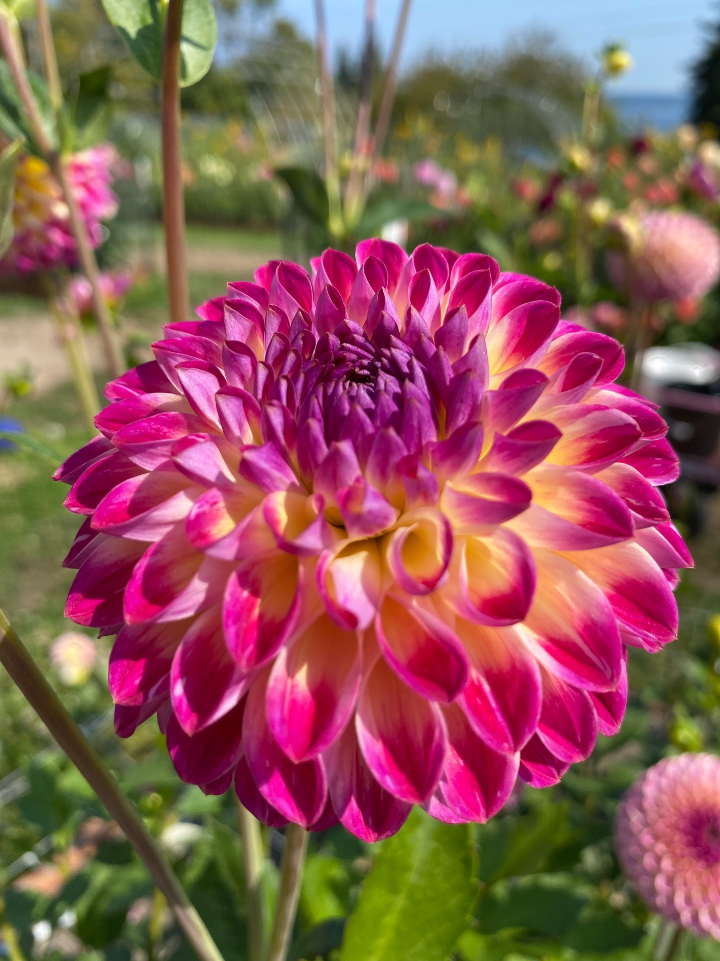 New Year 2026 Collection #39