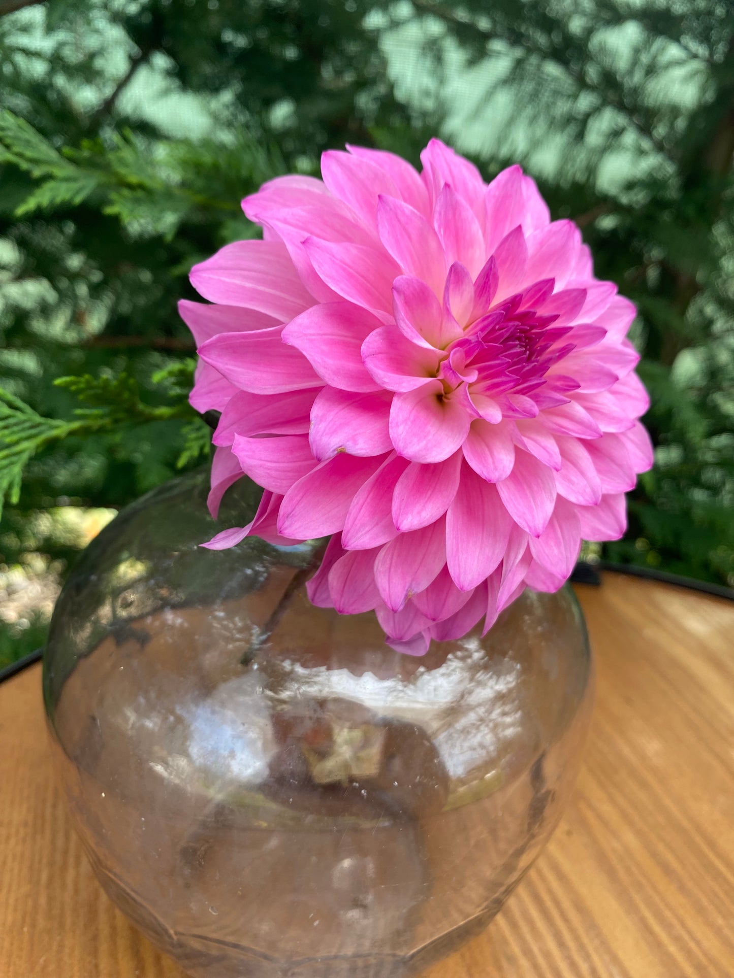 CDP Little Bit of Pink